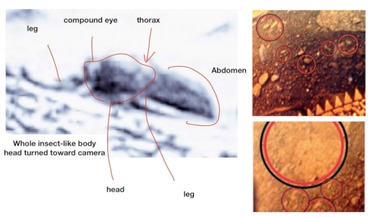 Life on other planets, mars, microbial life, Venera 13, Venus