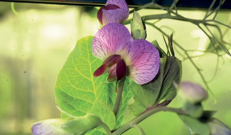 Pea flowers in the ‘Lada’ greenhouse.