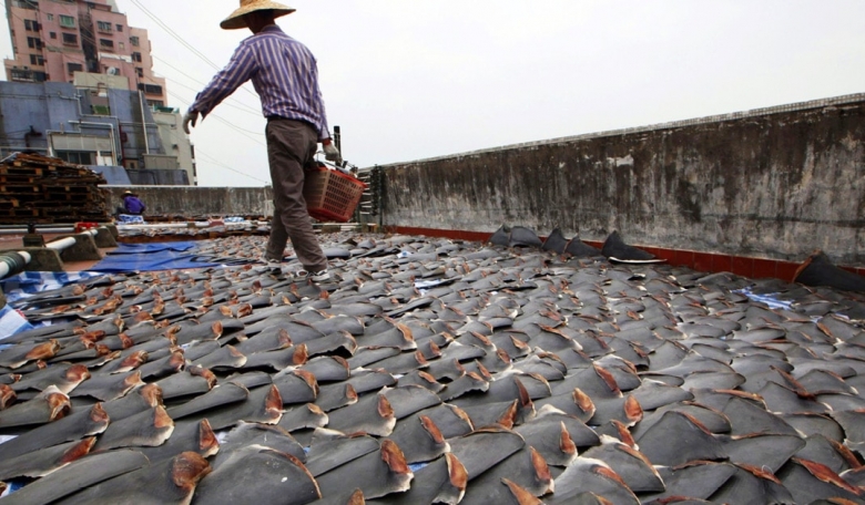 Demand for shark-fin soup drives global poaching and smuggling.