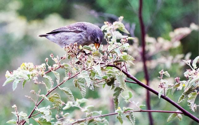 Galapagos finches have evolved differently from island to island with beaks of different