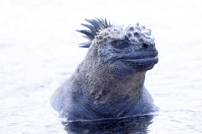 Marine iguanas have many adaptations for the life aquatic: flattened tails to help them swim