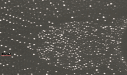 issue8-Figure-4-Phase-separation-between-two-particle-populations-of-different-size.png