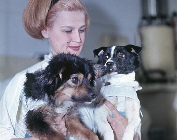 Veterok and Ugolyok, launched into space on 22 February 1966 aboard the Cosmos-110 biosatellite, pictured at the Institute of Medical and Biological Problems, USSR Ministry of Health